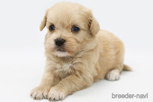 成約済の神奈川県のミックス犬-310938の2枚目